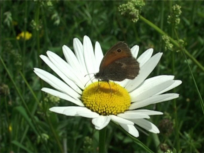 Kleines Wiesenvögelchen ( Coenonympha pamphilus ), Flügelunterseite : Am Niederrhein, Biotop, 18.06.2006